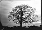 Click image for larger version. 

Name:	mendip in winter-trees-ThorntonPickard-INV-WP--2.jpg 
Views:	204 
Size:	81.9 KB 
ID:	187850